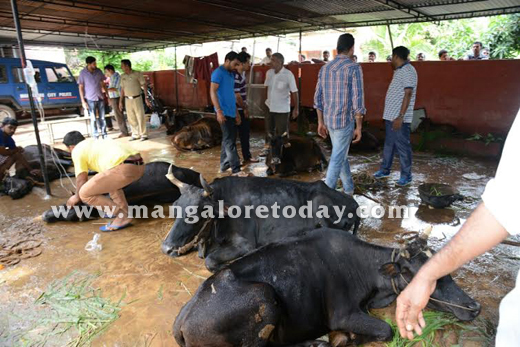 Cattle trafficking  in mangalore 6